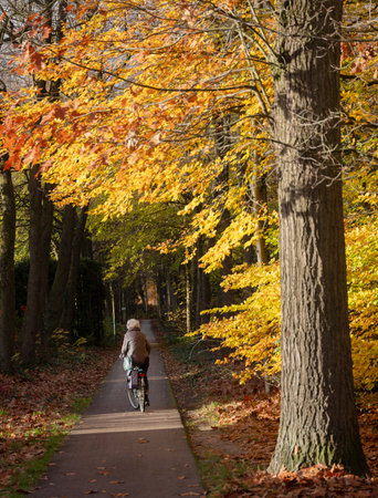 yellow autumn leaves and older woman on bike in fall forest near Utrecht in the Netherlandsの写真素材