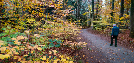 driebergen, netherlands, november 15, 2024: older man walks in autumn forest on path between colorful leaves near utrecht in hollandの写真素材