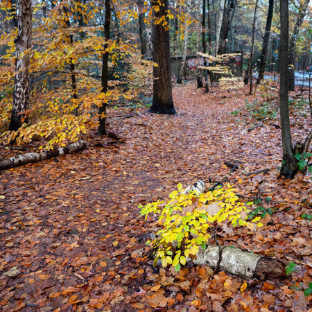 forest path and autumn leaves in woods near utrecht in the netherlandsの写真素材