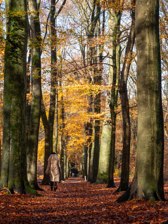 blonde woman walks in autumn forest near Utrecht in Holland under yellow beech leavesの写真素材