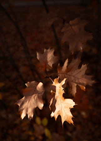 closeup of brown autumn oak leaves lit by sun with very dark background in the fallの写真素材