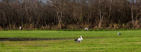 four storks in dutch meadow near hilversum in the netherlands under blue winter sky with marsh forest in the backgroundの写真素材