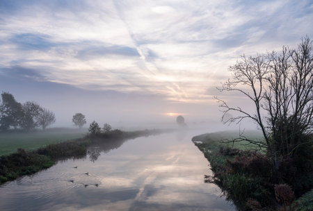 silhouettes of young geese in water of kromme rijn in dutch province of utrecht on misty morningの写真素材