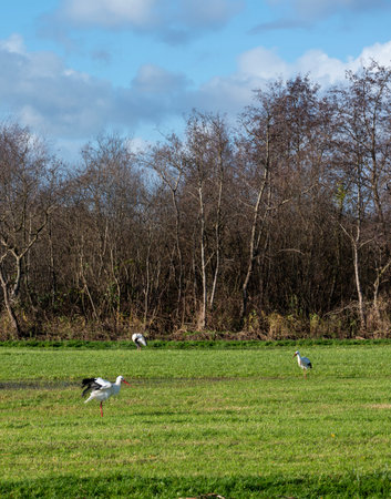 three storks in dutch meadow near hilversum in the netherlands under blue sky with forest in the backgroundの写真素材