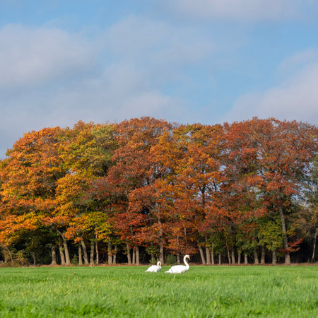 white mute swans in green medow near autumn forest in the netherlands on sunny day under blue skyの写真素材