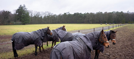 four brown horses wear rugs in rainy paddock near Apeldoorn in the Netherlandsの写真素材