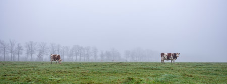 bare trees behind red and white spotted cows in green misty winter meadow near Utrecht in the Netherlandsの写真素材
