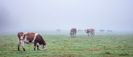 bare trees behind red and white spotted cows in green misty winter meadow near Utrecht in the Netherlandsの写真素材