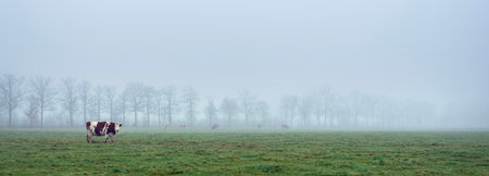 bare trees behind red and white spotted cows in green misty winter meadow near Utrecht in the Netherlandsの写真素材