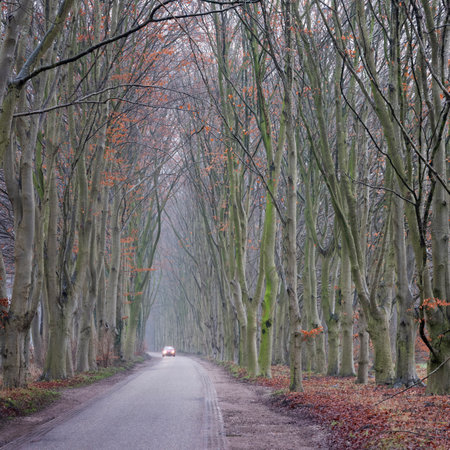 country road in winter with car between many beech trees in the netherlands in dutch province of utrechtの写真素材