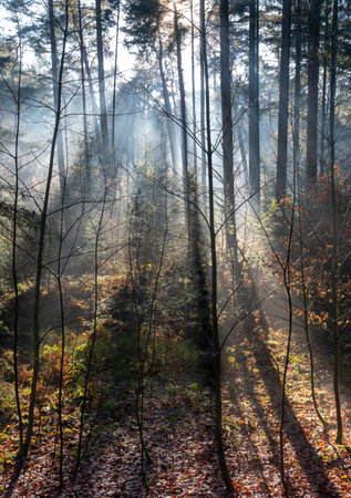 light fog shows sun beams through sparse leaves in winter forest near Utrecht in Hollandの写真素材