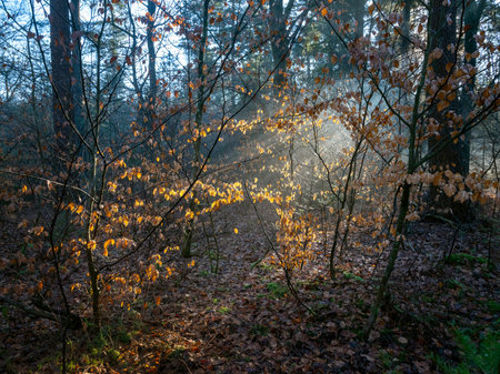 light fog shows sun beams through sparse leaves in winter forest near Utrecht in Hollandの写真素材