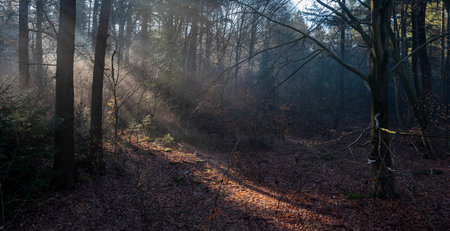 light fog shows sun beams through sparse leaves in winter forest near Utrecht in Hollandの写真素材
