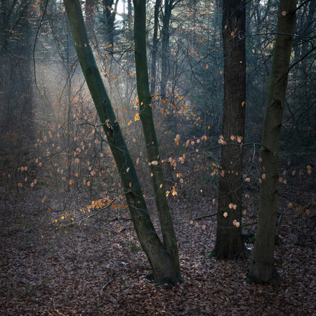 light fog shows sun beams through sparse leaves in winter forest near Utrecht in Hollandの写真素材