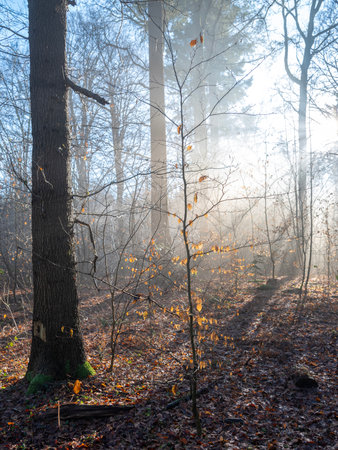 light fog shows sun beams through sparse leaves in winter forest near Utrecht in Hollandの写真素材