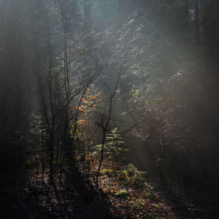 light fog shows sun beams through sparse leaves in winter forest near Utrecht in Hollandの写真素材