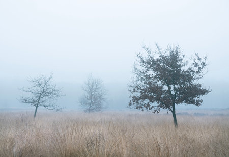heather and trees of landscape in nature park Den Treek near Amersfoort in the netherlands during dense fog in winterの写真素材