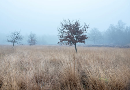 heather and trees of landscape in nature park Den Treek near Amersfoort in the netherlands during dense fog in winterの写真素材