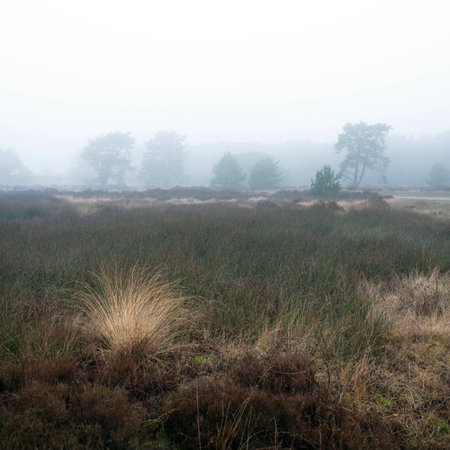 heather and trees of landscape in nature park Den Treek near Amersfoort in the netherlands during dense fog in winterの写真素材