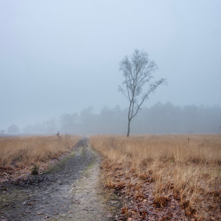 heather and trees of landscape in nature park Den Treek near Amersfoort in the netherlands during dense fog in winterの写真素材