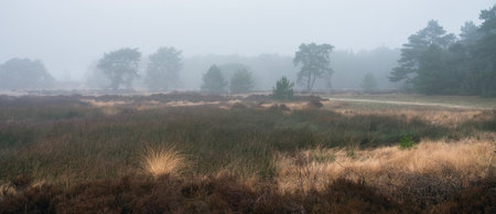 heather and trees of landscape in nature park Den Treek near Amersfoort in the netherlands during dense fog in winterの写真素材