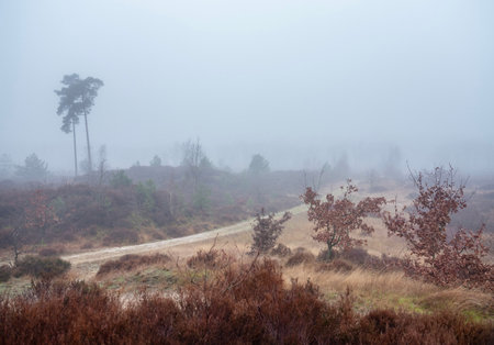 heather and trees of landscape in nature park Den Treek near Amersfoort in the netherlands during dense fog in winterの写真素材