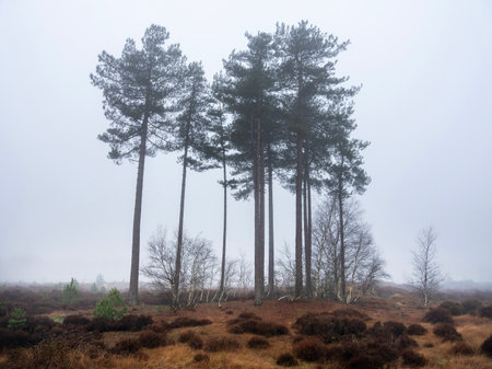 heather and trees of landscape in nature park Den Treek near Amersfoort in the netherlands during dense fog in winterの写真素材