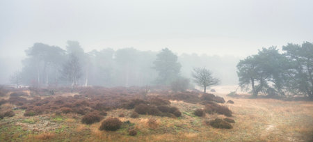 heather and trees of landscape in nature park Den Treek near Amersfoort in the netherlands during dense fog in winterの写真素材