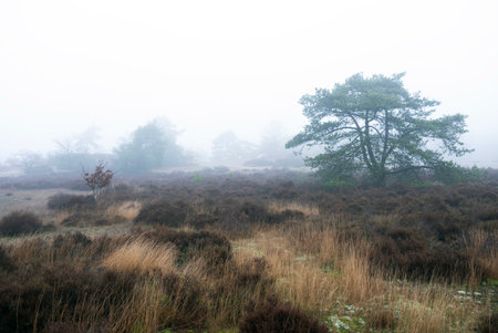 heather and trees of landscape in nature park Den Treek near Amersfoort in the netherlands during dense fog in winterの写真素材