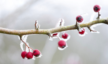 Winter delicate background - frozen red berry or hawthorn in icy garden. Beautiful light misty day in cold weatherの写真素材