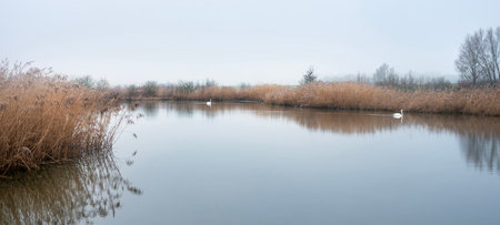 two white swans in pond of floodplanes of river lek near utrecht in holland on wuiet, still, foggy...