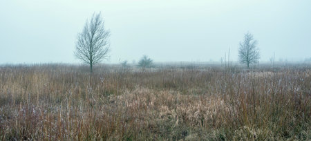 wintry nature landscape in floodplanes of river rhine with moors and meadows near amerongen in dutch province of utrechtの写真素材