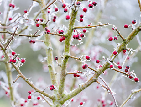 Winter delicate background - frozen red berry or hawthorn in icy garden. Beautiful light misty day in cold weatherの写真素材