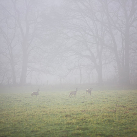 foggy day with roe deer in grassy field near forest in dutch province of utrecht in the netherlandsの写真素材