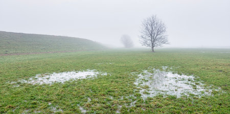 landscape between river and dike in holland of misty river floodplanes with water, trees and grass between wijk bij duurstede and amerongenの写真素材