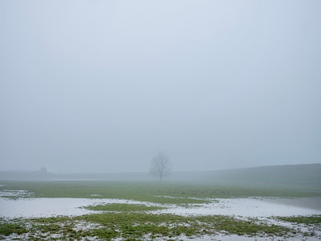 landscape between river and dike in holland of misty river floodplanes with water, trees and grass between wijk bij duurstede and amerongenの写真素材