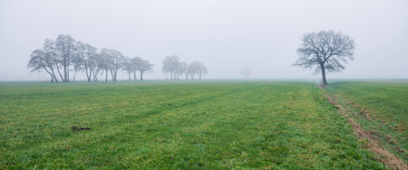 winter landscape of typical Dutch green grassy meadow and silhouettes of trees in morning mistの写真素材