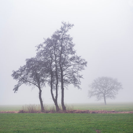 winter landscape of typical Dutch green grassy meadow and silhouettes of trees in morning mistの写真素材