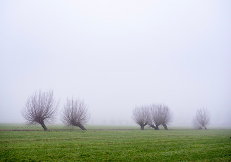 rows of pollard willows in green grassy dutch meadow near utrecht in the netherlands in winter fogの写真素材