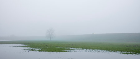landscape between river and dike in holland of misty river floodplanes with water, trees and grass between wijk bij duurstede and amerongenの写真素材