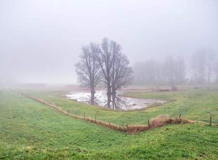 landscape between river and dike in holland of misty river floodplanes with water, trees and grass between wijk bij duurstede and amerongenの写真素材