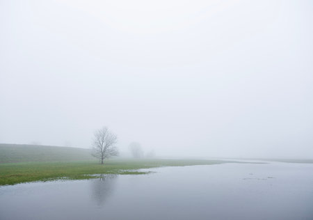 landscape between river and dike in holland of misty river floodplanes with water, trees and grass between wijk bij duurstede and amerongenの写真素材