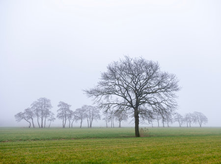 winter landscape of typical Dutch green grassy meadow and silhouettes of trees in morning mistの写真素材
