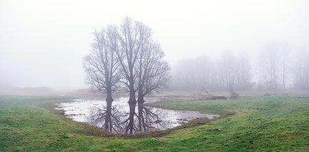 landscape between river and dike in holland of misty river floodplanes with water, trees and grass between wijk bij duurstede and amerongenの写真素材