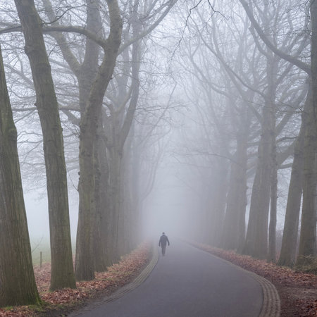 man walks in dense fog on winter road between tree trunks in the netherlands near utrechtの写真素材