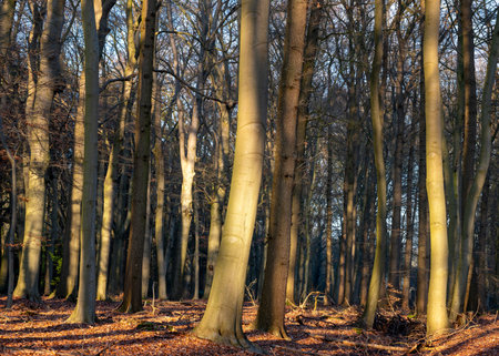 beautiful warn sunlight on trunks of beech forest near utrecht in the netherlandsの写真素材
