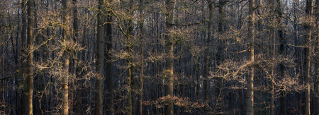 warm, late afternoon sunlight hihglights bare branches of oak trees in winter near utrecht in the netherlandsの写真素材