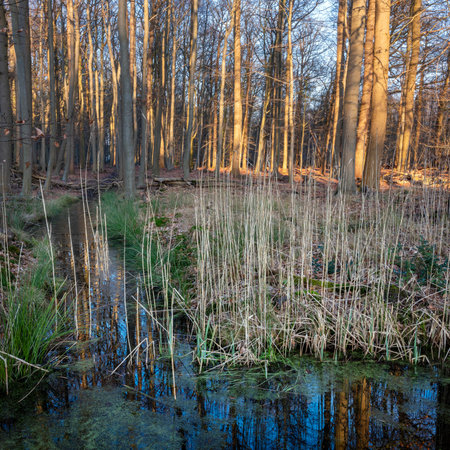 patches of warm late afternoon sunlight on reed and ditch in Dutch forest near Utrecht in winterの写真素材