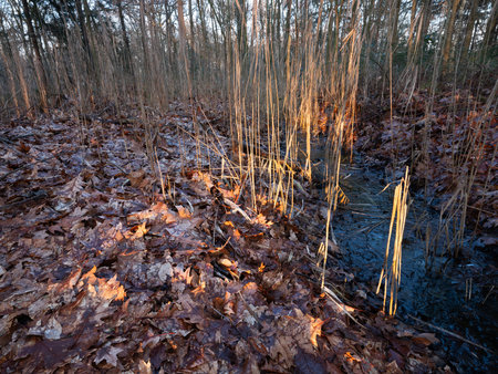 patches of warm late afternoon sunlight on leaves, reed and ice on ditch in dutch forest near utrecht in winterの写真素材