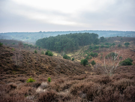 Dutch nature reserve area posbank near Arnhem in the Netherlands on dull winter dayの写真素材
